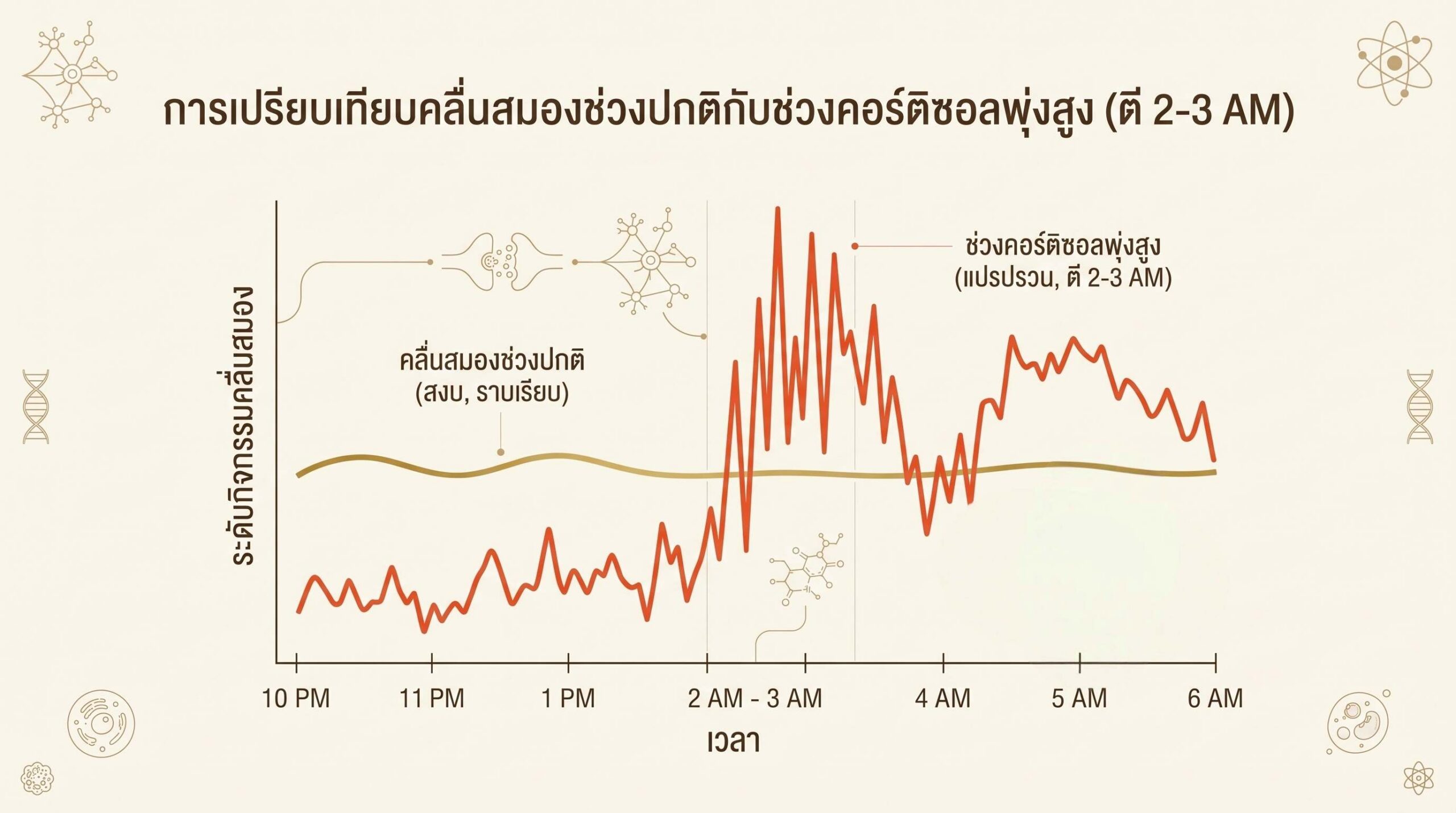 แผนภูมิแสดงการแปรปรวนของระดับคอร์ติซอลและวงจรการนอนหลับลึกของผู้หญิงวัย 40+